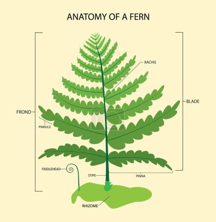 Illustration for Illustration of biology and plant kingdom, Anatomy of a fern, Ferns are members of the family of vascular plants that propagate by spores and have no seeds or flowers - Royalty Free Image