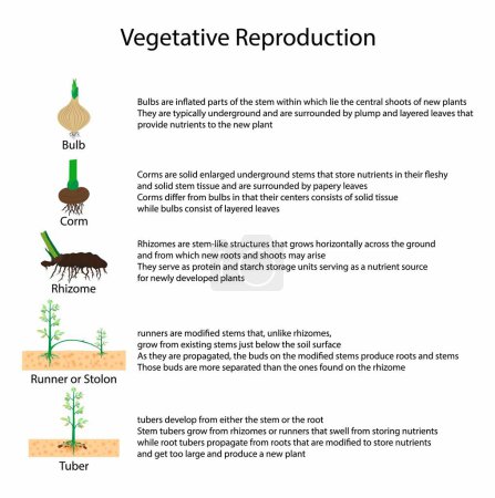 Téléchargez les illustrations : Illustration de la biologie, La reproduction végétative est une forme de reproduction asexuée, type de reproduction asexuée pour les plantes, parties d'une plante - en licence libre de droit