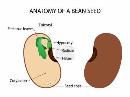 Illustration der Biologie und Pflanzenreich, Saatgut in Pflanzen ist das Ergebnis der Befruchtung, die mehrere Strukturen hat, die es ausmachen, Struktur der Bohnensamen, Bohne ist das Saatgut einer von mehreren Gattungen
