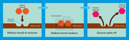 Illustration for Illustration of biology and chemistry, Maltose bonds to enzyme, Maltose is converted to two molecules of glucose, Sugar Transport in Bacteria, Maltose Transport - Royalty Free Image