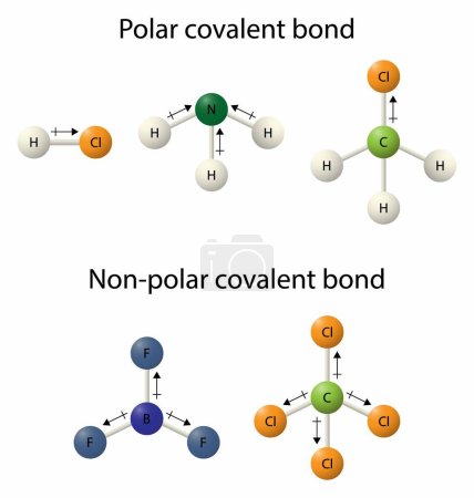 Téléchargez les illustrations : Illustration de la chimie, liaison covalente polaire et liaison covalente non polaire, une liaison covalente n'est rien d'autre qu'une paire partagée d'électrons, modèle de liaison atomique - en licence libre de droit