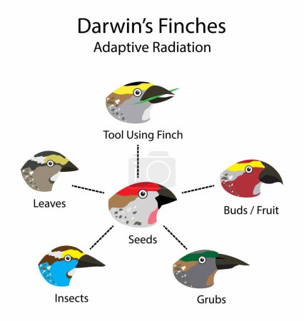 Illustration for Illustration of biology and animals, Darwin's finches, adaptive radiation and natural selection, Cranial shape evolution in adaptive radiations of birds, Origin of Species - Royalty Free Image