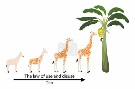 Illustration for Illustration of biology and animals, The law of use and disuse, Lamarcks theory of evolution, evolutionary change and genetic inheritance - Royalty Free Image
