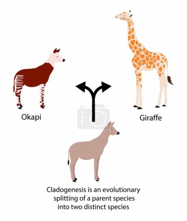 Ilustración de Ilustración de la biología y los animales, Cladogenesis es una división evolutiva de una especie madre en dos especies distintas, teoría de la evolución, La selección natural es la supervivencia diferencial - Imagen libre de derechos