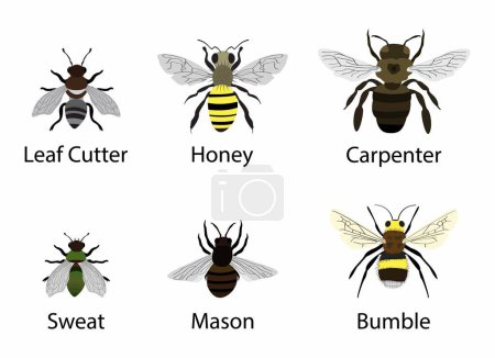 Ilustración de Illust de la biología y de la zoología, diversos tipos de animales alados, varios insectos pequeños, tipos de insectos pequeños, Tipos de insectos pequeños - Imagen libre de derechos