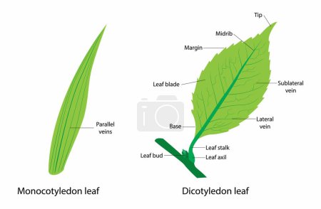 Illustration for Illustration of Plant Biology and botany, Characteristics of monocots and cotyledons, Difference Between Cotyledon Leaf and Cotyledon Leaf - Royalty Free Image