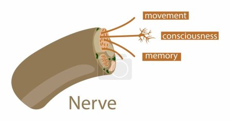 Illustration for Nerve cell is an electrically excitable cell,  action potentials across a neural network, Nervous system, Human nerve cell - Royalty Free Image