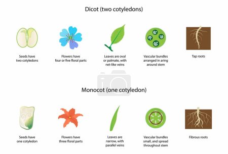 Illustration for Illustration of biology and plant kingdom, Difference Between Monocots and Dicots, Difference Between Monocotyledon and Dicotyledon, transport tissue in vascular plants - Royalty Free Image