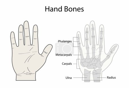Illustration for Illustration of biology and anatomy, Anatomy of the Hand, The hand is composed of many different bones, muscles, and ligaments that allow for a large amount of movement and dexterity - Royalty Free Image
