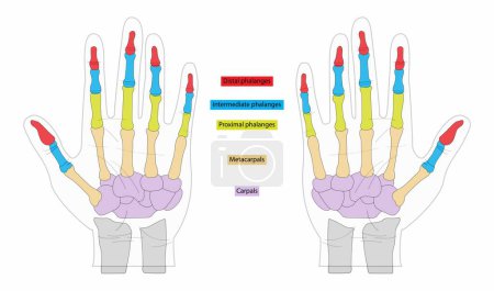 Illustration for Illustration of anatomy and biology, The skeleton of the human hand consists of 27 bones, Bones of the human hand, the five metacarpal bones of the hand - Royalty Free Image