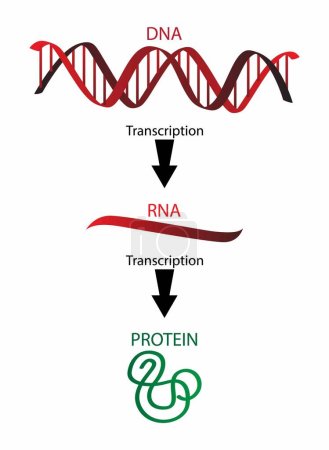 ilustración de Biología y medicina, ADN se compone de dos cadenas de nucleótidos repetidos, Componentes de ADN, ADN son macromoléculas clave para la continuidad de la vida