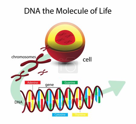 Ilustración de Ilustración de la biología, ADN la molécula de la vida, la estructura del ADN, la estructura del ADN es un ácido nucleico, y todos los ácidos nucleicos se componen de nucleótidos, la estructura del ADN es una doble hélice, código genético - Imagen libre de derechos