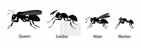 Téléchargez les illustrations : Illustration de la biologie et des animaux, différents types de fourmis classés selon leur fonction, différents types de fourmis dans une colonie, les colonies de fourmis abritent généralement quatre types différents de fourmis - en licence libre de droit