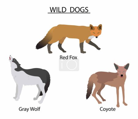 Ilustración de Illust of biology and animals, Tipos de perros salvajes, los diferentes tipos de perros salvajes, el lobo rojo Físicamente, es un cruce entre el lobo gris y el coyote - Imagen libre de derechos
