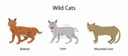 Illustration for Illustration of biology and animals, Wildcat is a species complex comprising two small wild cat species, European wildcat and African wildcat, Colors, patterns and characteristics of each breed of cat - Royalty Free Image