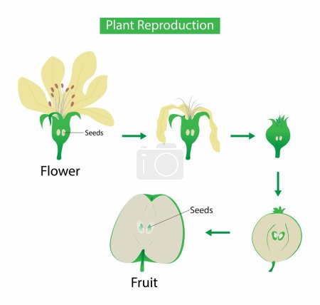 Ilustración de Illust of biology, Reproducción vegetal, Las plantas con flores se reproducen sexualmente a través de un proceso llamado polinización, reproducción sexual, las nuevas plantas se obtienen de semillas - Imagen libre de derechos