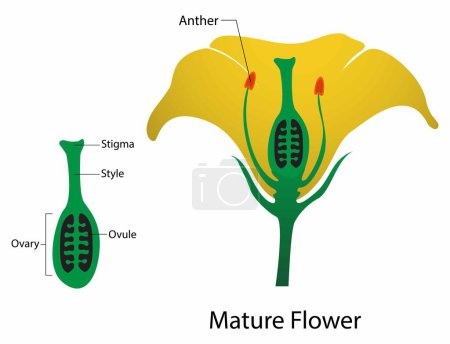 Ilustración de Illust of biología y reino vegetal, estambre y carpel maduro, Diagrama de flor madura, una planta madura que está floreciendo, fusión de esperma y óvulo de la misma flor - Imagen libre de derechos