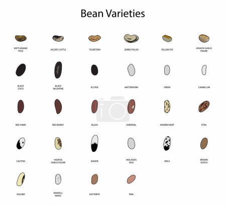 Illustration for Illustration of biology and agriculture, Bean Varieties, Types of Beans, varieties of common beans, Different Types of Edible Beans for the Garden - Royalty Free Image