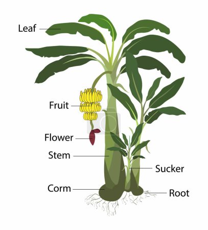 Ilustración de Illust de una planta, la planta de plátano es la planta herbácea más grande de la floración, frutas de plátano crecen de una flor de plátano en racimos colgantes, hojas de plátano crecen en una espiral - Imagen libre de derechos