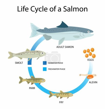 Darstellung von Tieren und Biologie, Lebenszyklus eines Lachses, Lachse haben eine durchschnittliche Lebensdauer von 7 Jahren, Lachse bestehen aus sechs Stadien, Ei, Alevin, Brut, Parr, Smolt und erwachsenen Tieren