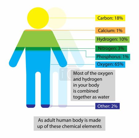 illustration of biology and chemistry, minerals in the human body, Minerals are important for making enzymes and hormones, The amount of minerals in the human body