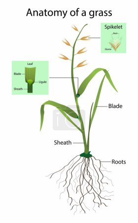 Illustration for Illustration of biology and agriculture, Anatomy of a grass, vegetation consisting of typically short plants with long, narrow leaves, growing wild or cultivated on lawns and pasture - Royalty Free Image