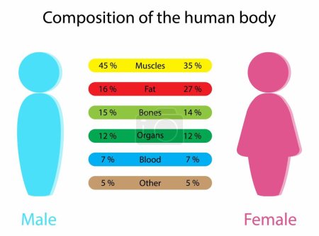 Ilustración de Illust of biology and medical, Composición del cuerpo humano, Diferencias en el cuerpo de hombres y mujeres, El cuerpo humano entre hombres y mujeres - Imagen libre de derechos