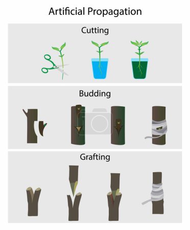 Illustration for Illustration of agriculture and gardening, artificial propagation of plant, Type of Vegetative Propagation, reproduction is the growth and development of a plant by asexual means, Grafting and budding - Royalty Free Image