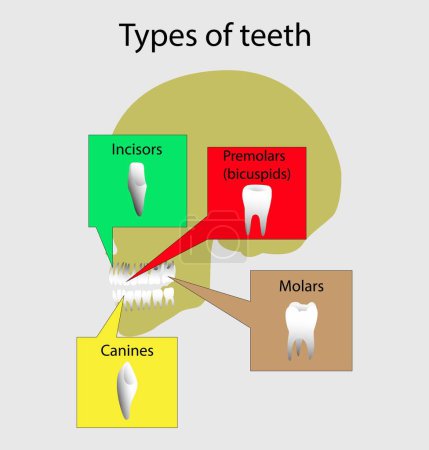 Illustration for Illustration of biology and medical, types of teeth in human body, different types of human teeth, Human Teeth Diagram, incisors and canine teeth, situated in gums above and below, Dental anatomy - Royalty Free Image