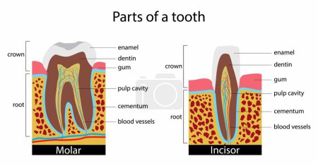 Illustration for Illustration of biology and medical, part of the tooth, Dental anatomy, Dental anatomy is a field of anatomy, the study of human tooth structures, teeth of mammals have deep roots - Royalty Free Image