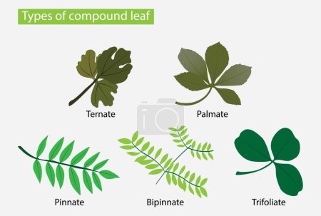 Illustration der Biologie und des Pflanzenreiches, Arten von zusammengesetzten Blättern, Blätter sind eines der wichtigsten Anhängsel eines vaskulären Pflanzenstammes, Blätter sind an der Spitze des Blattstiels befestigt