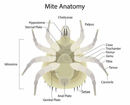 illustration of biology and animals, Mite Anatomy, Mites are small arachnids, Mites occupy a wide range of ecological niches, mites are parasitic, mites have four pairs of legs, each with six segments