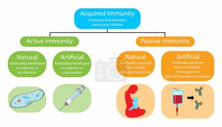 Illustration for Illustration of biology and medical, Acquired immunity, Immunity that develops during lifetime, Active immunity and Passive immunity, Antibodies received from mother and a medicine, Passive immunity - Royalty Free Image