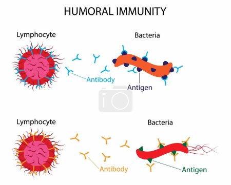 Téléchargez les illustrations : Illustration de la biologie, l'immunité humorale est également appelée immunité médiée par les anticorps, l'immunité humorale est l'aspect de l'immunité qui est médiée par les macromolécules, les éléments immunitaires cellulaires - en licence libre de droit