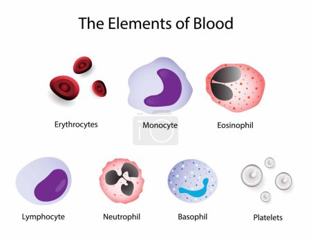 Illustration for Illustration of biology and medical, The elements of blood, Blood is a body fluid in the circulatory system of humans and other vertebrates, different types of blood, erythrocytes, leukocytes - Royalty Free Image