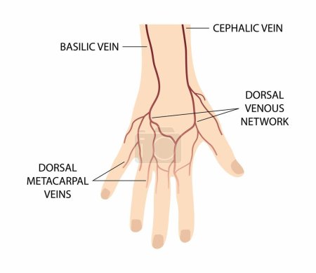 Illustration der Biologie und Medizin, Körperanatomie, Blutgefäße auf dem Handrücken, Blutgefäße und Nerven der Hand, dorsale Ansicht der rechten Hand, dorsale venöse Vernetzung der Hand