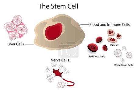 Illustration for Illustration of biology and medical, Stem cells provide new cells for the body as it grows and replace specialised cells that are damaged or lost, stem cells to treat or prevent a disease or condition - Royalty Free Image