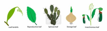Ilustración de Ilustración de la biología y el reino vegetal, hojas de las plantas de cactus se modifican en espinas, reduciendo así las tasas de transpiración y evaporación, Hojas tienen diferentes funciones - Imagen libre de derechos