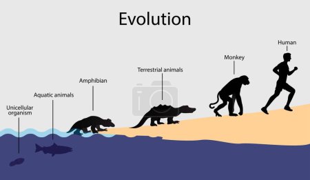 Ilustración de Ilustración de la biología y la evolución animal, Evolución de los organismos unicelulares a los seres humanos, Todas las especies evolucionaron a partir de una sola célula - Imagen libre de derechos