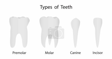 Illustration for Illustration of biology and medical, Types of teeth, Human Teeth, Teeth are one of the strongest parts of the human body - Royalty Free Image
