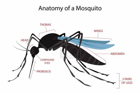 Illustration for Illustration of biology and animals, Anatomy of a mosquito, Anatomy of an adult mosquito, Disease Transmission - Royalty Free Image