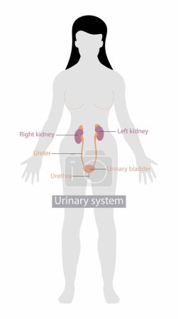 Illustration for Illustration of biology and medical, Anatomy of the Urinary System, The urinary system's function is to filter blood and create urine, female urethra - Royalty Free Image