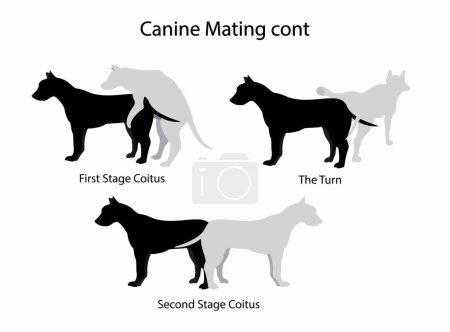 Illustration for Illustration of biology and animals, Dog breeding is the practice of mating selected dogs with the intention, the selection of dogs, Breeding and gestation, sexual reproduction - Royalty Free Image