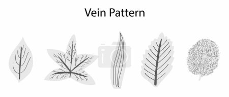 Illustration for Illustration of Biology and plant kingdom, vein patterns in leaves, The arrangement of veins in a leaf is called the venation pattern, Monocots and dicots differ in their patterns of venation - Royalty Free Image