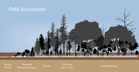 Illustration for Illustration of biology, Forest Succession and Wildlife, Ecological succession is the process of change in the species structure of an ecological community over time - Royalty Free Image