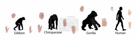 Ilustración de Ilustración de biología y antropología, Diferencias entre humanos y monos, Fisiología humana - Imagen libre de derechos
