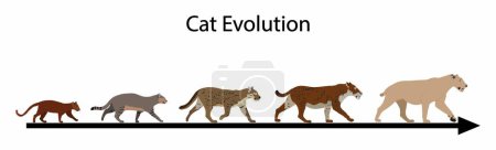 Illustration for Illustration of biology and animal evolution, Cat evolution, The Evolution of Cats, The cat is a domestic species of small carnivorous mammal - Royalty Free Image
