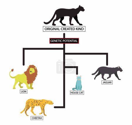 Illustration for Illustration of biology and animals, The cat family tree, The panther like ancestor to the cat family, cat family had a common ancestor about 15 million years ago - Royalty Free Image