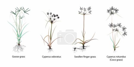 Illustration for Illustration of biology, different types of grass, Types of Grass, different grass species, Grasses is a plant with narrow leaves growing from the base, flowering plant - Royalty Free Image