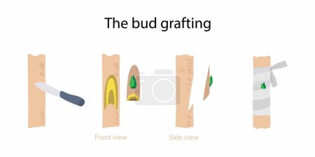Illustration for Illustration of biology and agriculture, The bud grafting, Chip budding is a grafting technique, Bud grafting involves grafting the vegetative bud from your chosen tree variety to a rootstock - Royalty Free Image